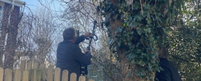 An image of 2 persons cutting back vegetation from a tree